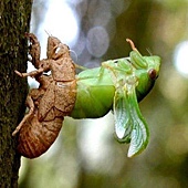 「你是我胸口永遠的痛」? 倘開心胸談「男性女乳症」! 128 1392201472 3686554795 q